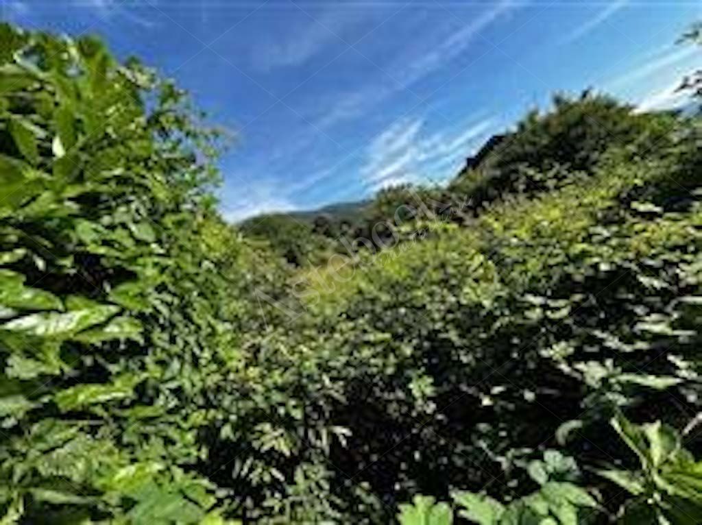 Compendio immobiliare composto da fabbricato ad uso residenziale, locali deposito - autorimessa e terreno in Albavilla