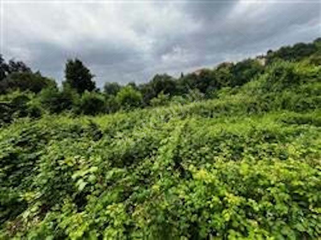 Terreno residenziale 3.276 mq in Tavernerio