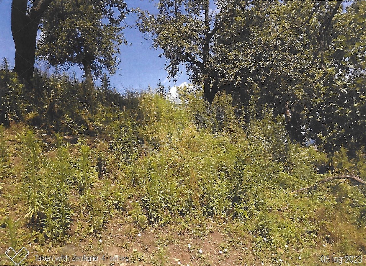 Terreno agricolo di 12.342 mq con deposito in Nibionno