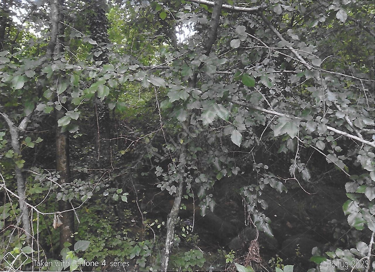 Terreni agricoli per circa 9.000 mq in Nibionno